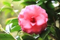 Red Camellia flower bclose-up Royalty Free Stock Photo