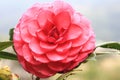 Red Camellia flower blooming in the garden,close-up Royalty Free Stock Photo