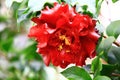 red Camellia flower blooming in the garden with soft background Royalty Free Stock Photo