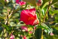 Red camellia flower bud with blurred background and copy space Royalty Free Stock Photo