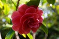 Red camellia flower in full bloom. Close up pink camellia flower Royalty Free Stock Photo