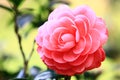 red Camellia flower with green leaves blooming in the garden Royalty Free Stock Photo