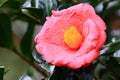 red Camellia flower with green leaves Royalty Free Stock Photo