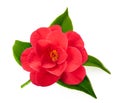Red camellia flower