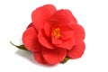 Red camellia flower