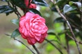 Red Camellia flowers with raindrop Royalty Free Stock Photo