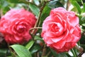 Red Camellia flowers with raindrop Royalty Free Stock Photo