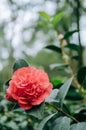 Red Camellia in the garden, with leaves. Foliage