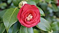 Red Camellia Japonica