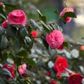 The red Camellia sasanqua in the park Royalty Free Stock Photo