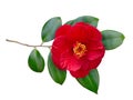 Red camellia branch with open flower isolated on white