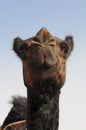 Red camels Royalty Free Stock Photo