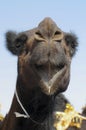 Red camels Royalty Free Stock Photo
