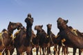 Red camels Royalty Free Stock Photo