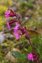 Red campion flower