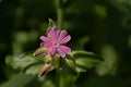 red campion flower closeup - Silene dioica