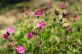 Red Campion Flower In nature. Red campion, Silene dioica, male plant flowers of wild hedgerow dioecious plant in spring