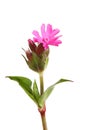 Red Campion flower