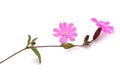Red campion flowers Royalty Free Stock Photo