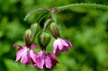 Red campion flowers Royalty Free Stock Photo