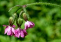 Red campion flowers Royalty Free Stock Photo
