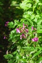 Red campion flowers Royalty Free Stock Photo