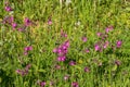 Red campion flowers on a summer meadow Royalty Free Stock Photo