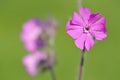 Red campion (Silene diocia) Royalty Free Stock Photo