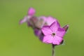 Red campion (Silene diocia)