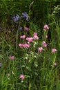 Red Campion, Silene dioica clairy, flowering near Bala, Gwynedd, Wales