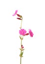 Red campion (Silene dioica)