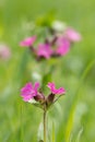 Red campion (Silene dioica).