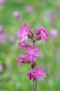 Red campion, Silene dioica, lilac flowers in meadow Royalty Free Stock Photo