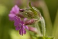 Red Campion