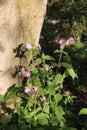 Red Campion, silene dioica, sunlight wooded area