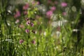 Red campion wild flowers - silene dioica