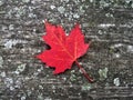 Red maple leaf on a bench in autumn. Royalty Free Stock Photo