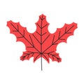 Red Canadian maple leaf with veins isolated on white