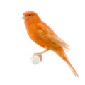 Red canary on its perch Royalty Free Stock Photo