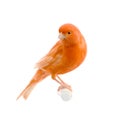 Red canary on its perch Royalty Free Stock Photo