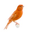 Red canary on its perch Royalty Free Stock Photo