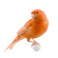 Red canary on its perch Royalty Free Stock Photo