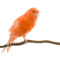 Red canary on its perch Royalty Free Stock Photo