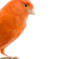 Red canary on its perch Royalty Free Stock Photo