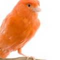 Red canary on its perch Royalty Free Stock Photo