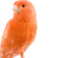 Red canary on its perch Royalty Free Stock Photo