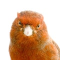 Red canary on its perch Royalty Free Stock Photo