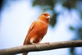 Red canary on its perch in front Royalty Free Stock Photo