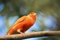 Red canary on its perch in front Royalty Free Stock Photo