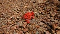 A red Canary plant mesembryanthemum in a volcanic ground.